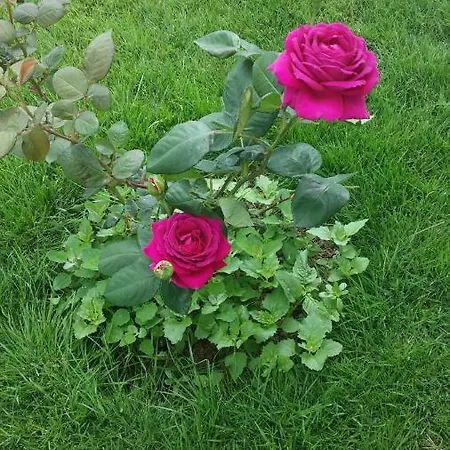 Szálloda Bagci